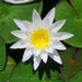 water lily ( white) - plant