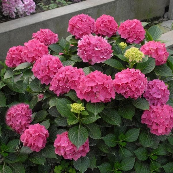 hydrangea succulent Buy Hydrangea Macrophylla (Pink)