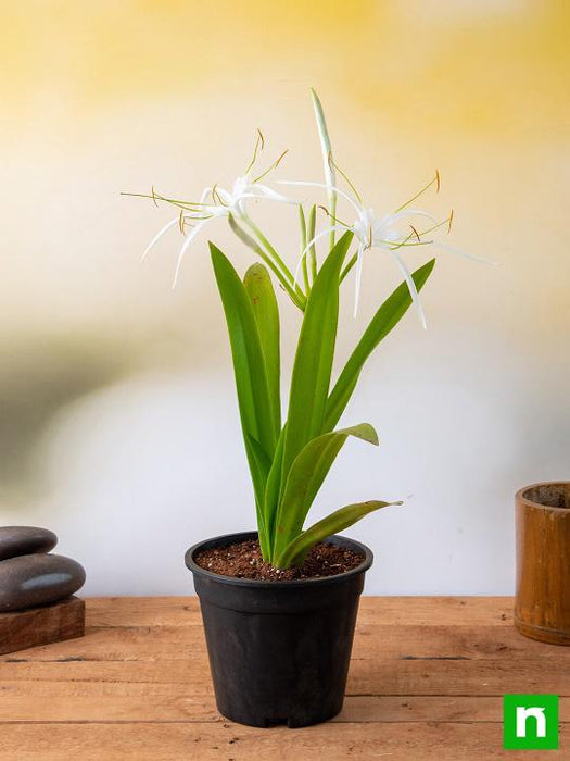 barefoot spider lily Buy Hymenocallis Caribaea, Spider Lilly