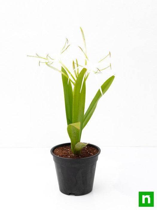 hymenocallis caribaea - plant