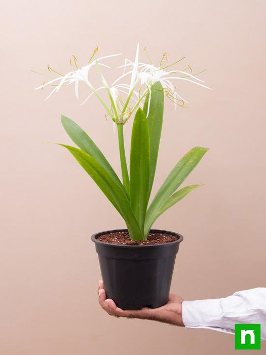white spider lily plant Buy Hymenocallis Caribaea, Spider Lilly