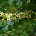 indian olibanum - plant