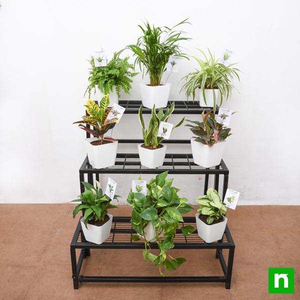 fascinating indirect light houseplants on 3 - tier metal stand