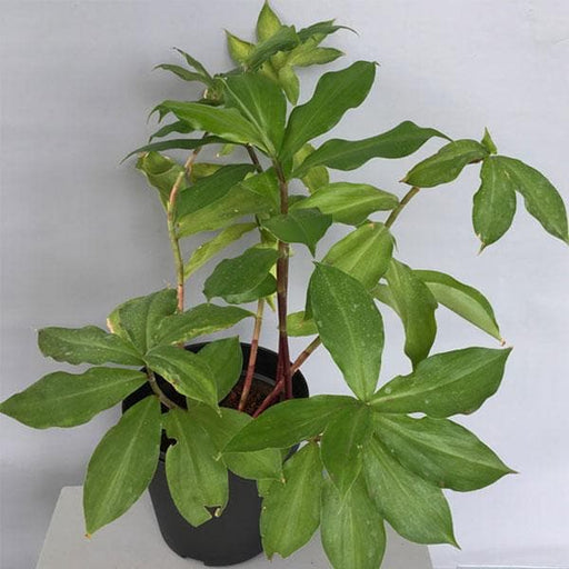 insulin plant seeds Buy Insulin Plant, Costus igneus
