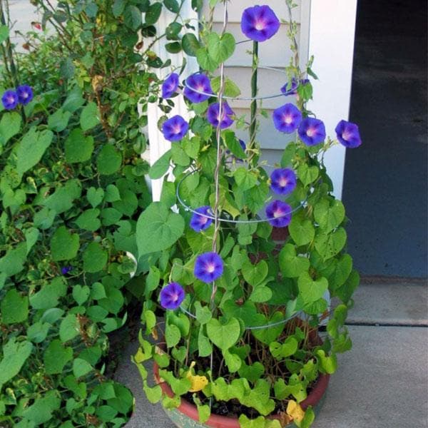 money glory plant Buy Ipomoea, Morning Glory