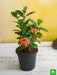 ixora (any color) - plant