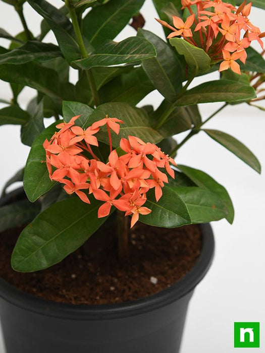 ixora dwarf (orange) - plant