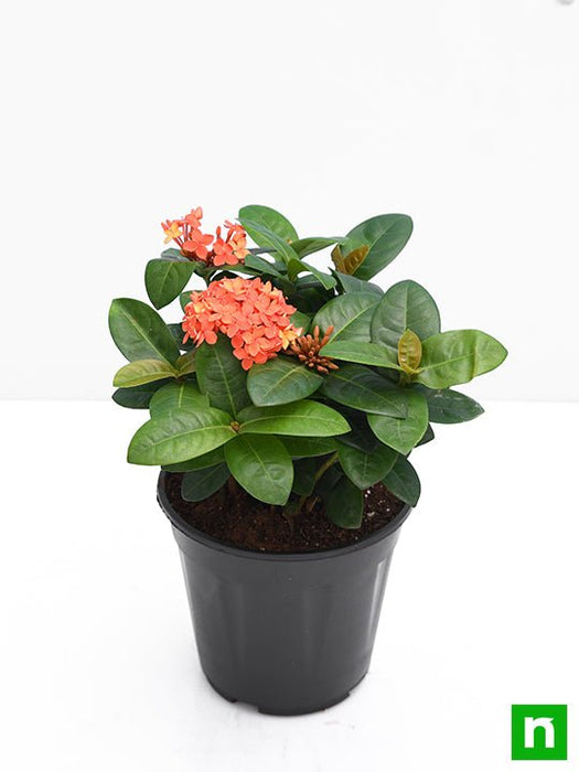 ixora dwarf (peach) - plant