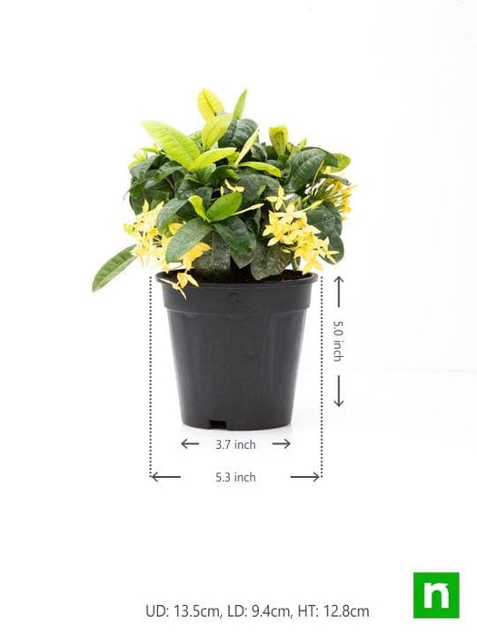 ixora dwarf (yellow) - plant