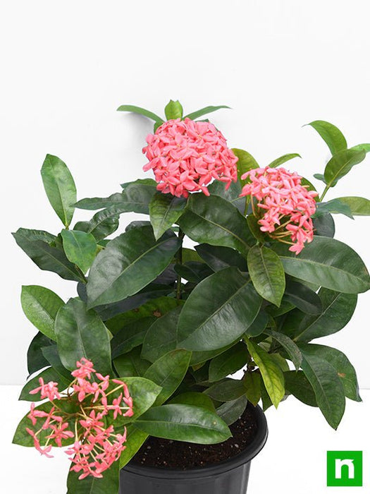 Buy Ixora Long, Singapuri Ixora (Pink) - Plant online from Nurserylive ...