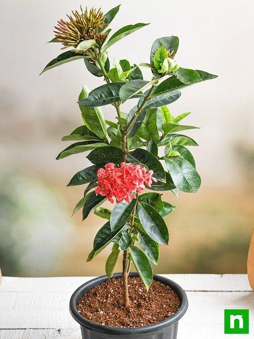 Well Watered Pink (Flower Mini Ixora Plant, For Garden,, 46% OFF
