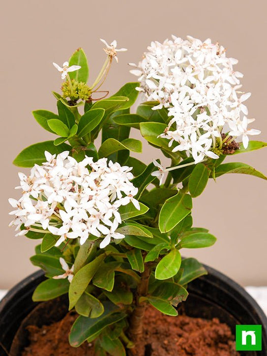 ixora mini dwarf (white) - plant
