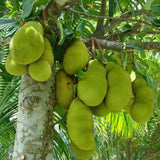 Jack Fruit, Kathal, Artocarpus Heterophyllus (Grafted) - Plant