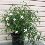 Jai - Plant