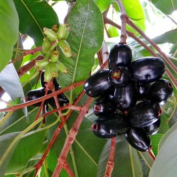 Buy Jamun Tree, Syzygium cumini - Plant online from Nurserylive at lowest  price.