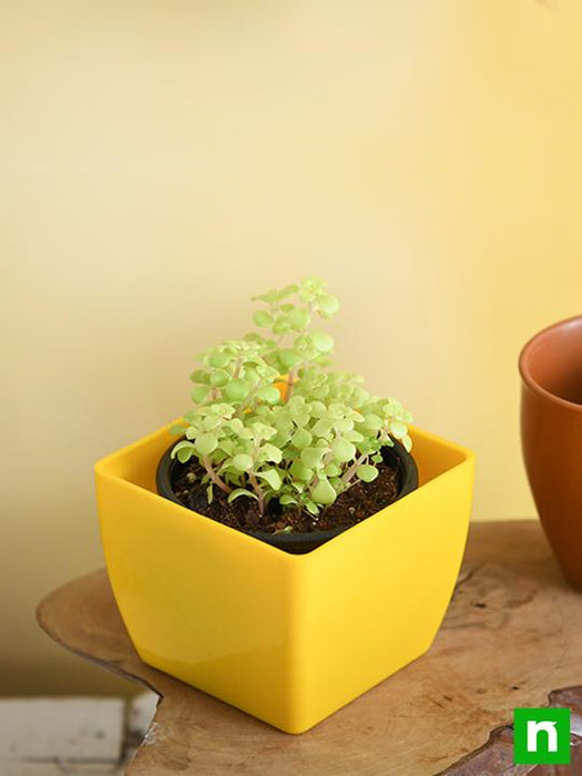 ogon succulent Buy Japanese Golden Ogon Sedum