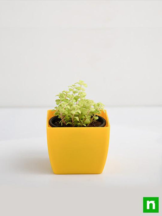 ogon succulent Buy Japanese Golden Ogon Sedum
