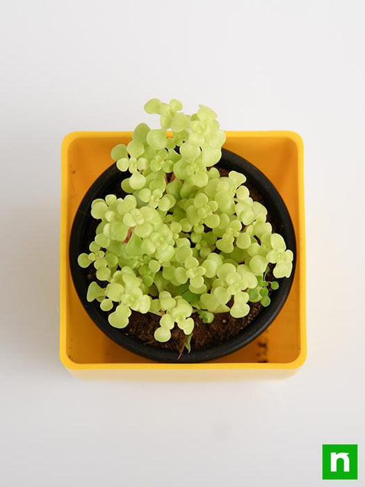 japanese golden ogon sedum - plant