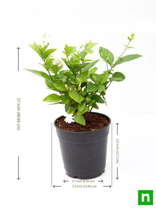 mogra plant in pot Buy Jasminum sambac, Mogra, Arabian Jasmine