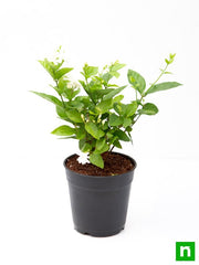jasminum sambac - plant