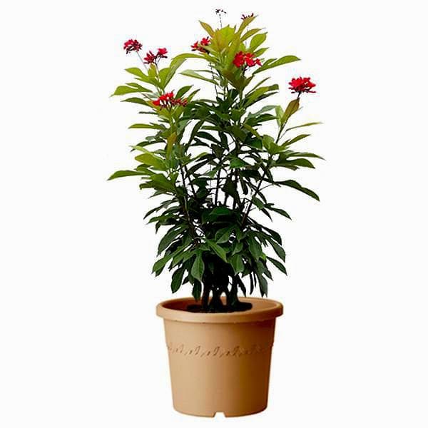 jatropha red - plant
