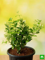 juhi - plant