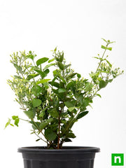 juhi - plant