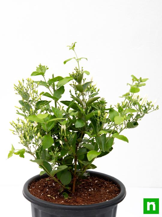 juhi - plant