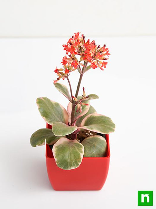 kalanchoe blossfeldiana (variegated tricolor) - plant