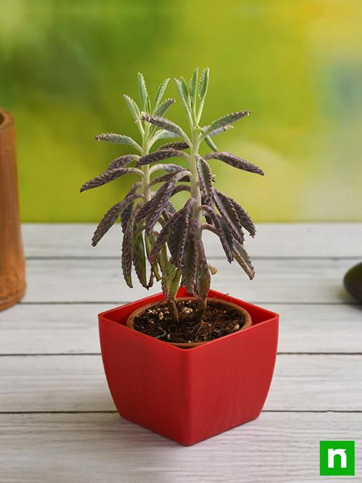 Kalanchoe houghtonii Succulent Plant