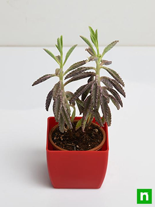 kalanchoe houghtonii - plant