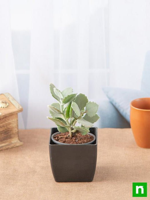 kalanchoe millotii succulent Buy Kalanchoe millotii