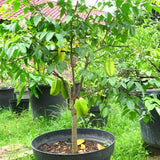 Kamrak, Star fruit - Plant