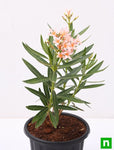 Buy Kaner Dwarf, Nerium Oleander (Peach, Dwarf) - Plant online from ...