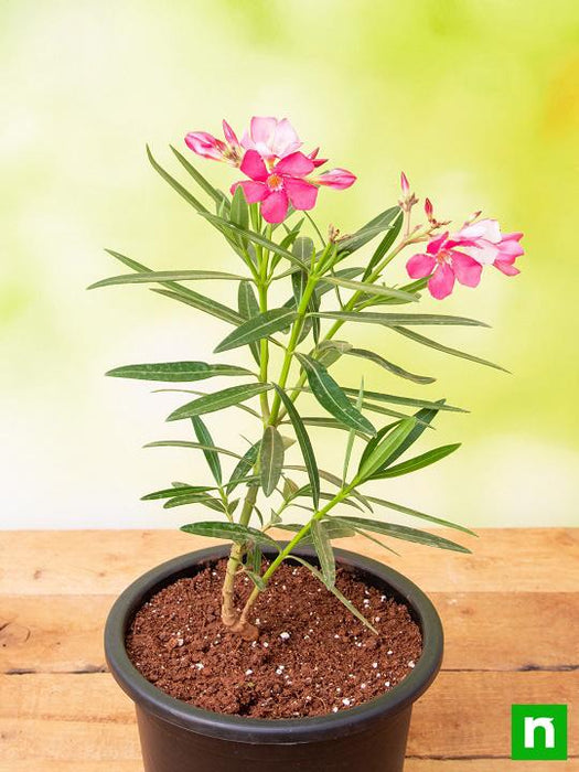 oleander potted plant Buy Kaner, Nerium Oleander (Pink, Single)