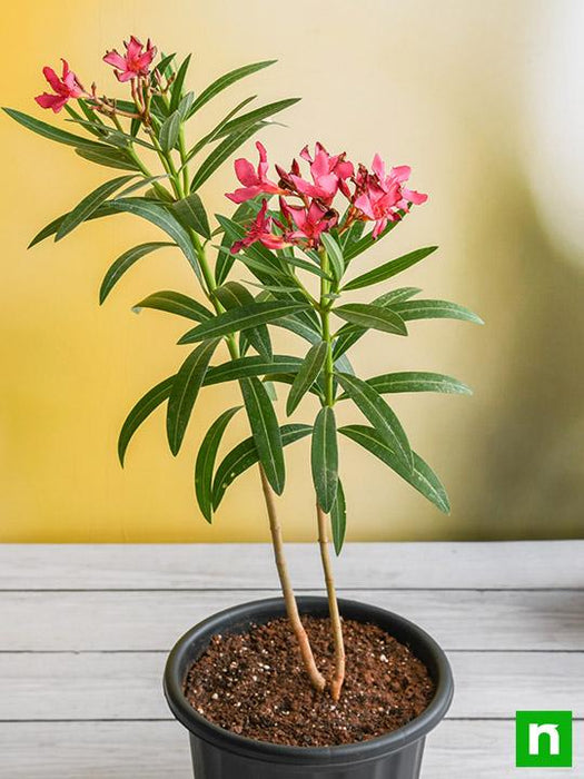 kaner plant in pot Buy Kaner, Nerium Oleander (Red, Single)