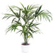 kentia palm - plant
