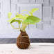 Product image thumbnail 2