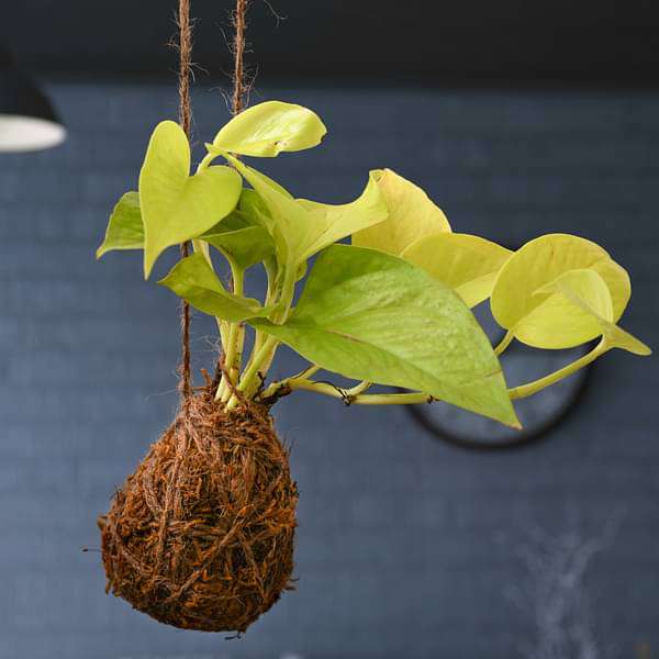 air purifier golden money plant moss ball - kokedama