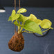 Product image thumbnail 1