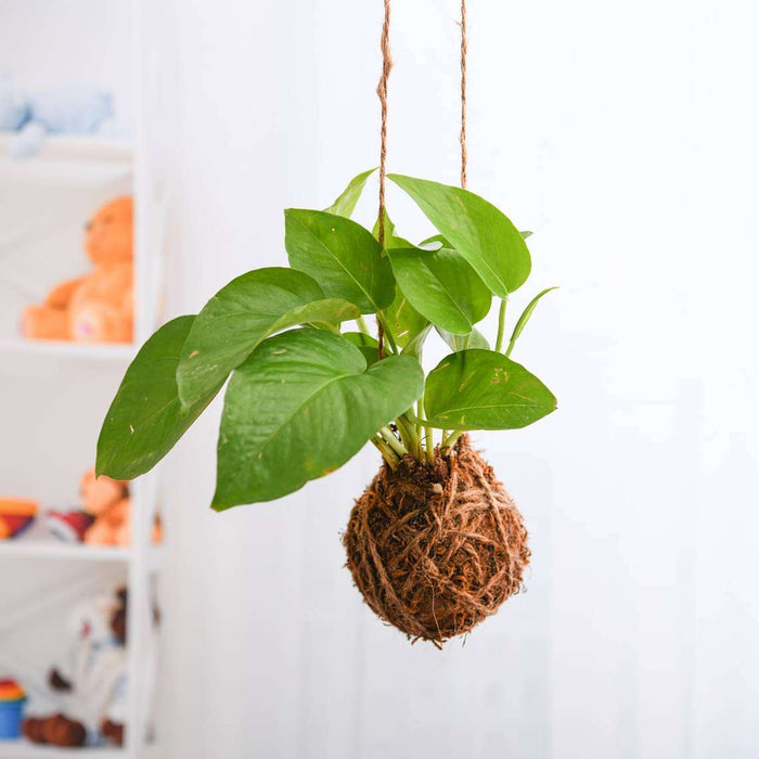money plant kokedama Buy Air Purifier Green Money Plant Moss Ball