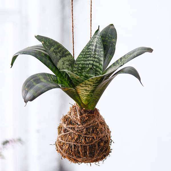 Buy Kokedama Plants online from Nurserylive at lowest price.