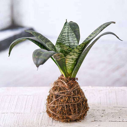 kokedama sansevieria Buy Everlasting Sansevieria Plant Moss Ball