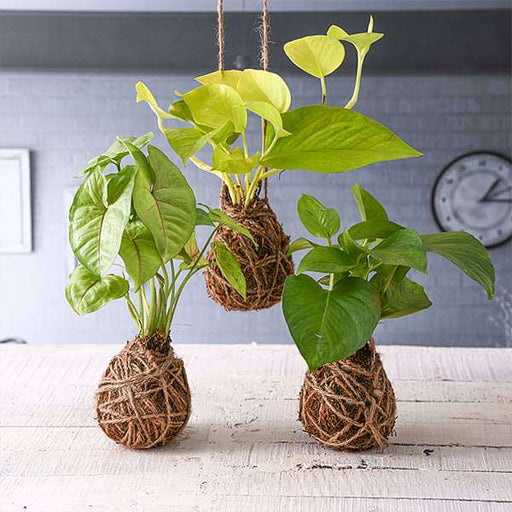 money plant moss Buy Air Purifier Green Money Plant Moss Ball