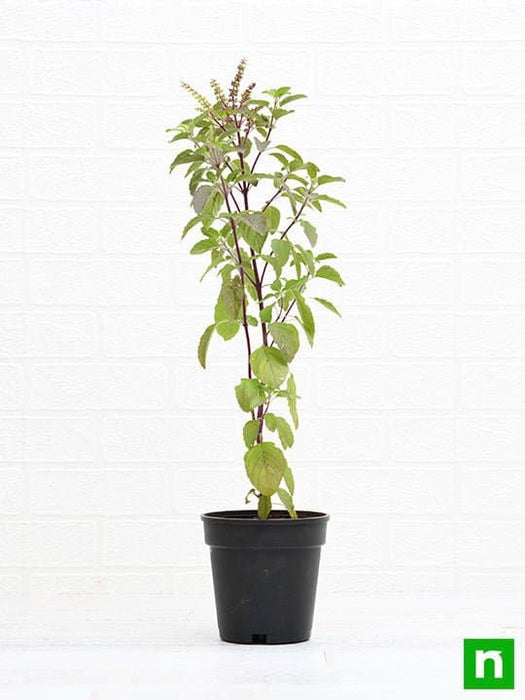 krishna tulsi plant - plant