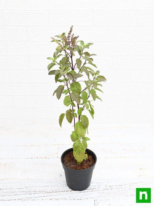 tulsi plant in pot Buy Krishna Tulsi Plant, Holy Basil, Ocimum tenuiflorum (Black)