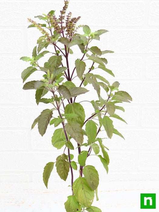 krishna tulsi plant - plant