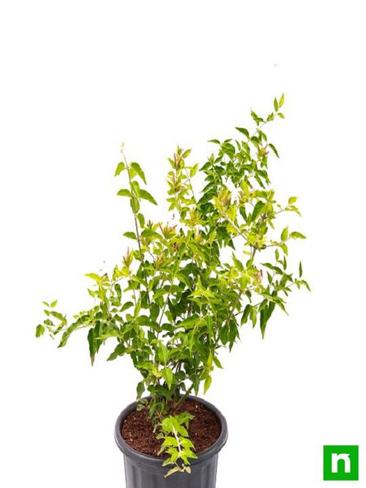 kunda - plant