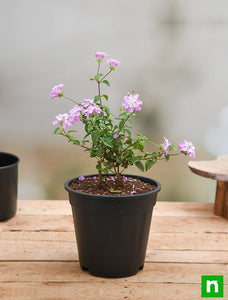 Buy Lantana camara (Lavender) - Plant online from Nurserylive at lowest ...