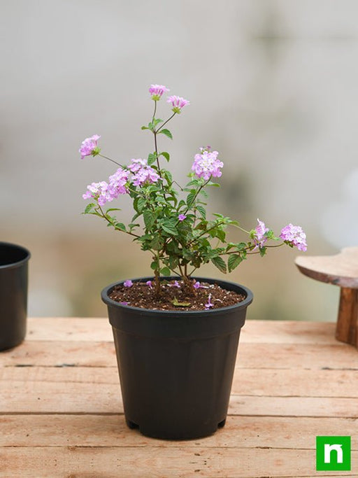 lavender plant live Buy Lantana camara (Lavender)